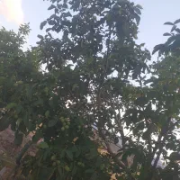 فروش نهال گردو بادام دیمی و انگور