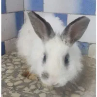 خرگوش ها نره وماد ،۱ساله وچند ماه قیمت دونه۳۰۰هزار|موش و خرگوش|پلدختر, |دیوار