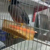 مینا|پرنده|اردبیل, |دیوار