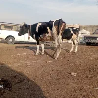 گاو و گوساله