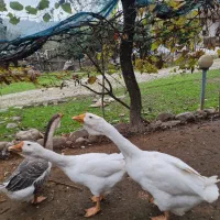 قوغاز میکس لیندا خالماگوری ماده|حیوانات مزرعه|لیسار, |دیوار