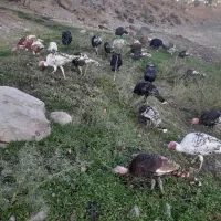 بوقلمون طبیعی