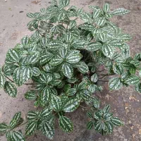 گل برگ هنوانه ای