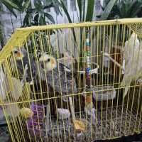 عروس هلندی ارزان