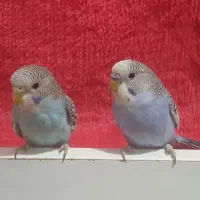 یک جفت مرغ عشق