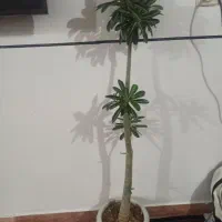 دو عدد آدنیوم