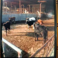 گوساله گیلک