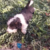 توله سگ شیتزو|سگ|پرند, فاز ۴|دیوار