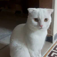 واگذاری گربه اسکاتیش|گربه|قوچان, |دیوار