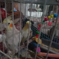 عروس هلندی|پرنده|قم, شهر قائم|دیوار