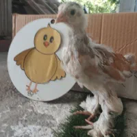 فروش جوجه برهما پورسلن 13روزه تا35روزه 40روزه|حیوانات مزرعه|کیاکلا, |دیوار