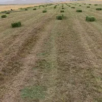 یونجه