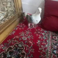 گراف|پرنده|مشهد, علی آباد|دیوار