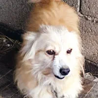سگ پامر