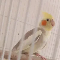 عروس هلندی معاوضه با مرغ گلین