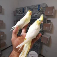 جوجه عروس هلندی|پرنده|پردیس, فاز ۱۱|دیوار