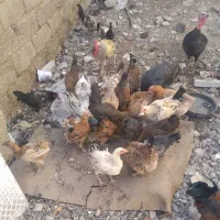 بوقلمون و مرغ