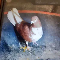 کفتر رنگی دوکتی و دم سفید و پلاس و پرشی....|پرنده|قم, دروازه ری|دیوار