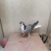 کبوترماده گلین قصری|پرنده|اصفهان, سرچشمه|دیوار