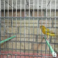 قناری سبز و زیتونی