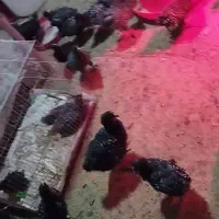 خروس امروک اصل جوجه امروک اصیل تخم مرغ  نطفه دار|حیوانات مزرعه|مشهد, میان ولایت|دیوار