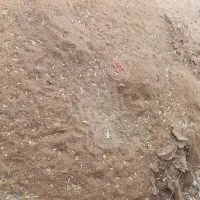 کود گوسفندی تازه