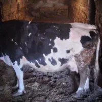 گاوشیری ۳۰کلو باگوساله