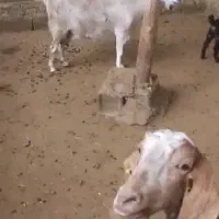 دو عدد بز سانن پاکستانی ودو عدد نر بز