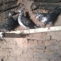 جوجه بزک