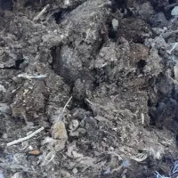 کود کبوتر
