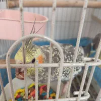 عروس هلندی|پرنده|زنجان, |دیوار