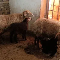 دوراس‌میش‌بره‌دارویک‌راس‌میش.افشاری‌دوقلو