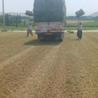 فروش ۷۰تن یونجه خشک خالص