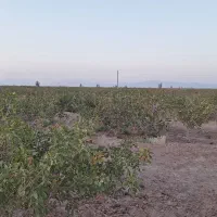 فروش زمین پسته