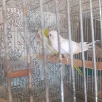 راهب مولد|پرنده|کرج, چمن|دیوار