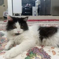 گربه|گربه|میاندوآب, |دیوار