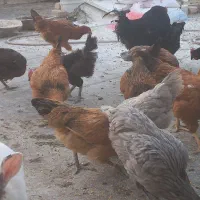 مرغ و خروس|حیوانات مزرعه|قم, باجک دو|دیوار