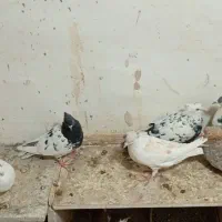 کفتر هوایی ۱۲تا|پرنده|تربتحیدریه, بالا ولایت|دیوار