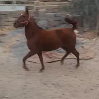 کره شجره دار|اسب و تجهیزات اسب‌سواری|فولادشهر, زاینده رود|دیوار