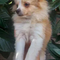 پامرانین|سگ|رشت, گلسار|دیوار