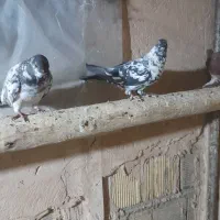 کفتر کاشانی|پرنده|اصفهان, بوستان کوهستانی صفه|دیوار