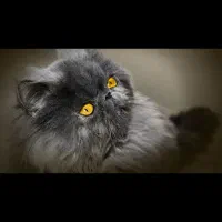 گربه پرشین ۱۰ ماه