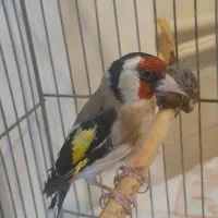 سهره نر بخوان|پرنده|سردرود, |دیوار