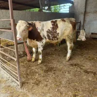 گوساله قرمز نر