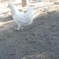 مرغ همچی تموم|حیوانات مزرعه|احمدسرگوراب, |دیوار