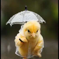 ادکلن های بدون جعبه