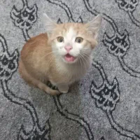 واگذاری گربه خانگی