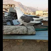 پرنده|پرنده|لردگان, |دیوار