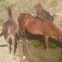 قاطر یک سال نیم