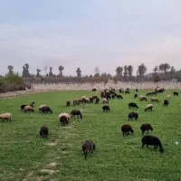 عرضه دام پرواری
